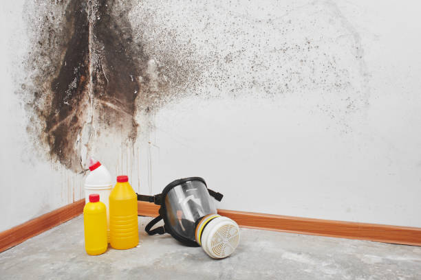 Best Local Mold Removal Service  in Malvern, OH