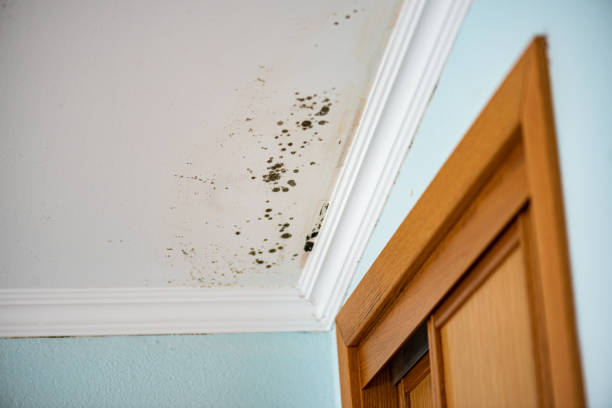 Best Local Mold Removal Service  in Malvern, OH