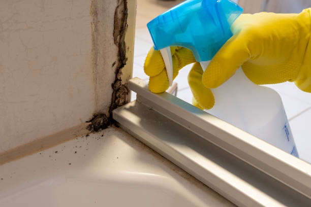 Best Affordable Mold Removal  in Malvern, OH