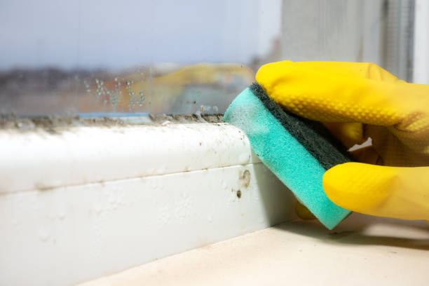 Best Home Mold Removal  in Malvern, OH