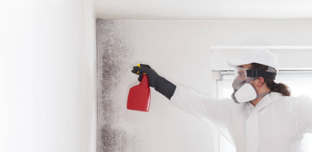 Best Mold Damage Repair  in Malvern, OH