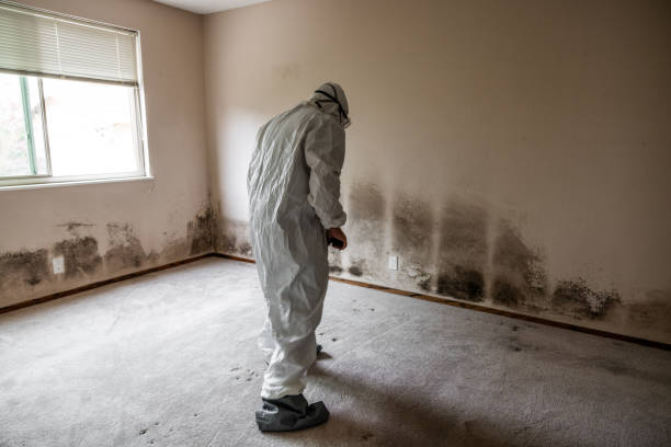 Best Mold Cleaning Services  in Malvern, OH