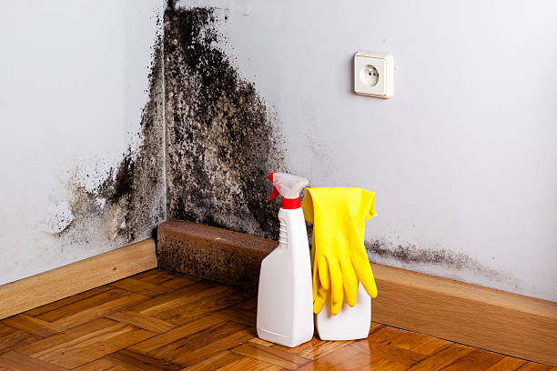 Best Mold Remediation Experts  in Malvern, OH