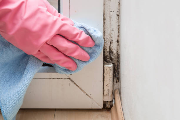 Best Residential Mold Removal  in Malvern, OH